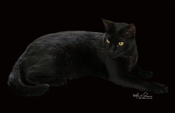 Hemingway Cat