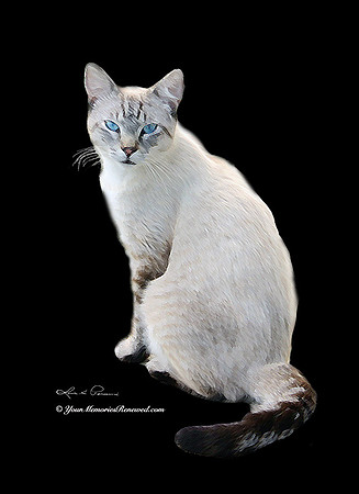 Cat drawing