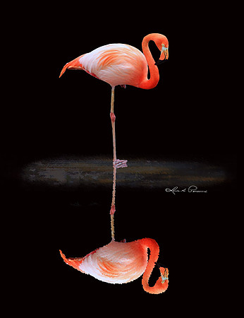 Single Flamingo