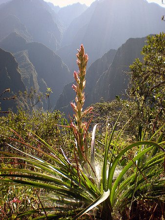 Flower Peru