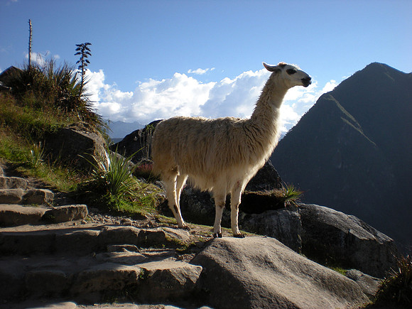 134lama