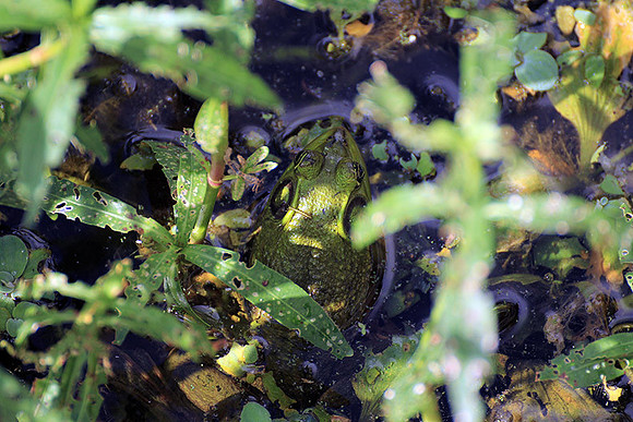 pigfrog