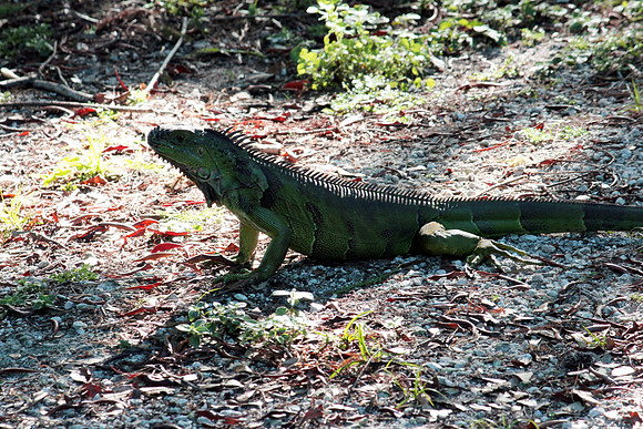 wacolizard1