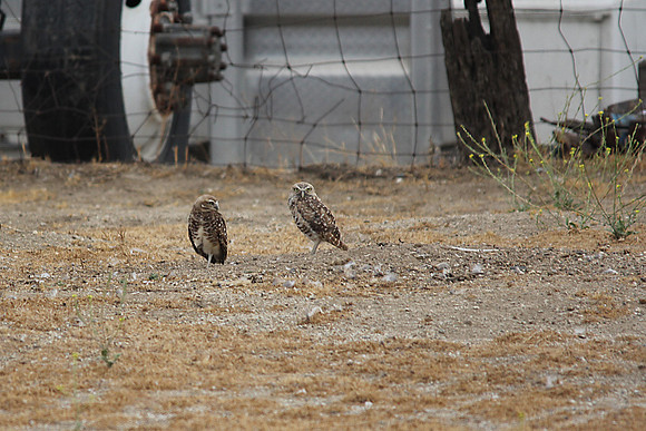 owl4