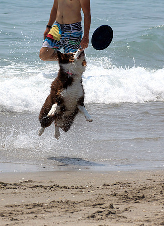 dogbeach2