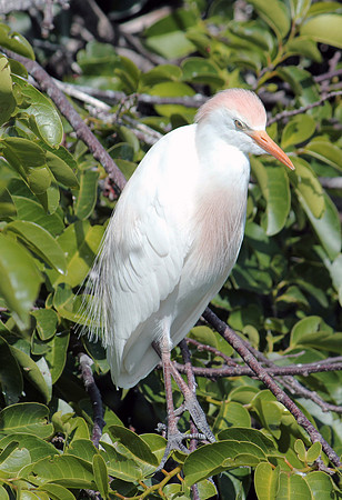 Wacobird19