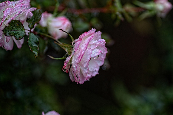 flowerdew-15