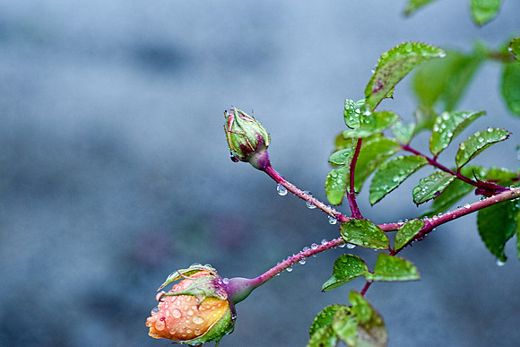 flowerdew-2
