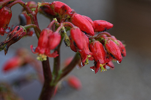 flowerdew-24