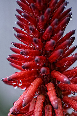 flowerdew-6 copy