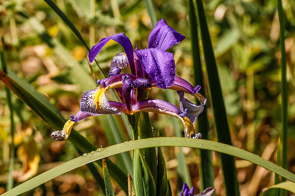 Oilflowers