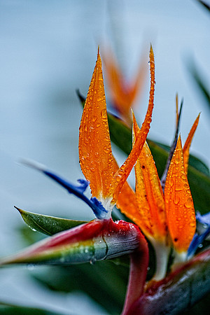 flowerdew-14