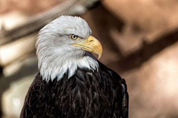 eagle-1-web