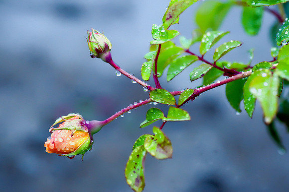 flowerdew-3