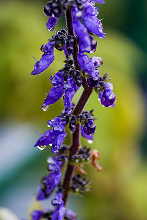 flowerdew-22