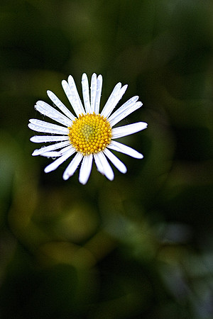 flowerdew-12