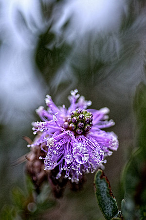 flowerdew-8