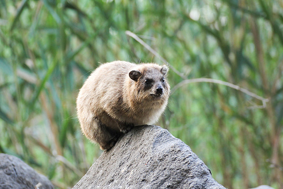Hyrax