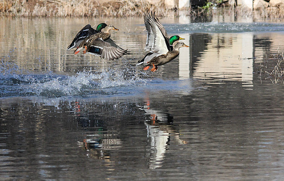 sedonaduck2