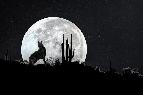 blackcanyoncoyote copy