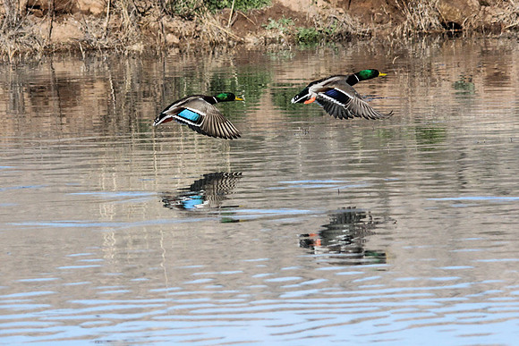 sedonaducks1
