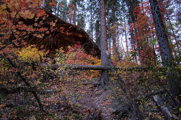 Autum-23
