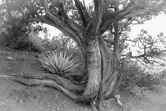 Sedona-115