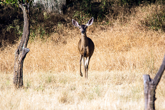 deer