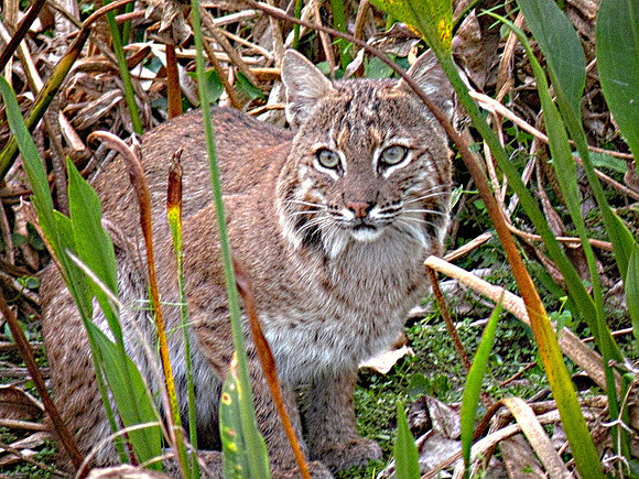 bobcat