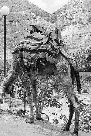 Camel