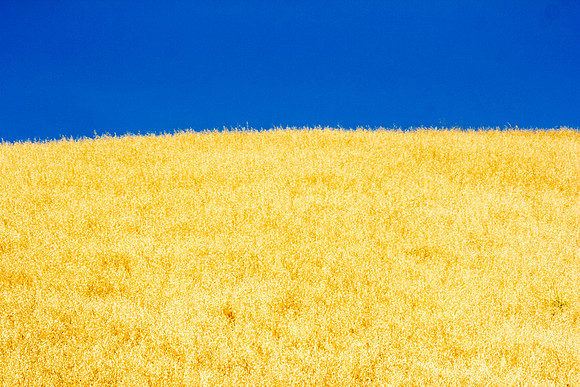 wheatfield