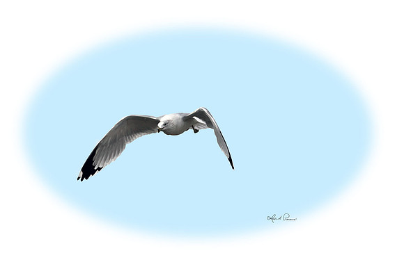 seagull1