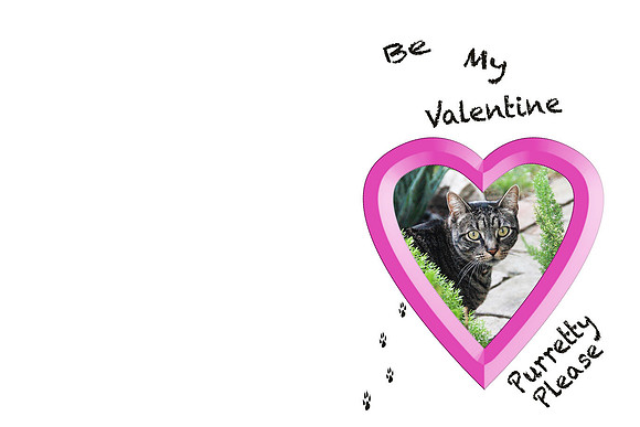 valentinecat