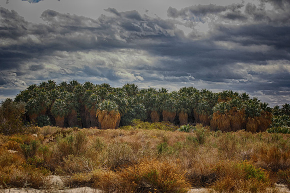 oasis