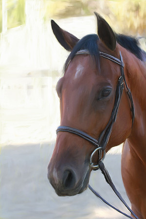 horseoil