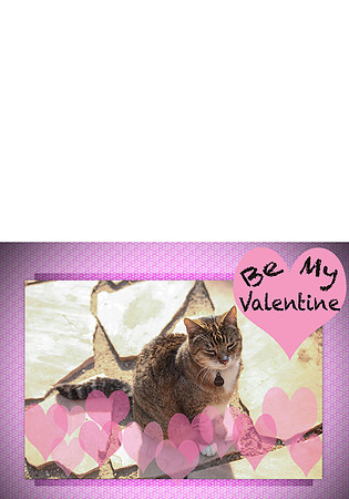 valentinecat2