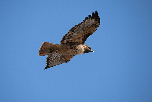 hawk